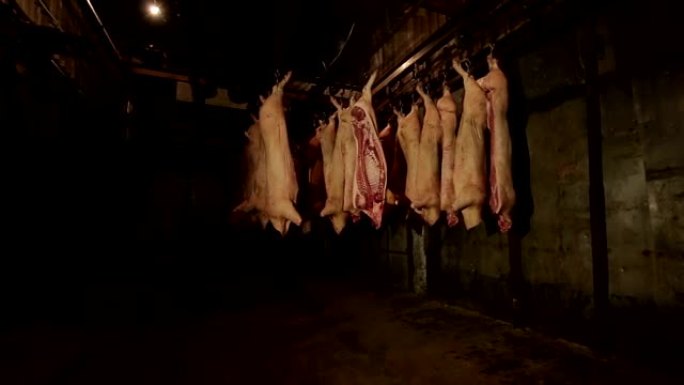 肉厂挂在钩子上的猪肉尸体。