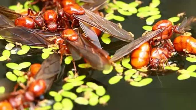 泰国清迈池塘里的地下蚂蚁