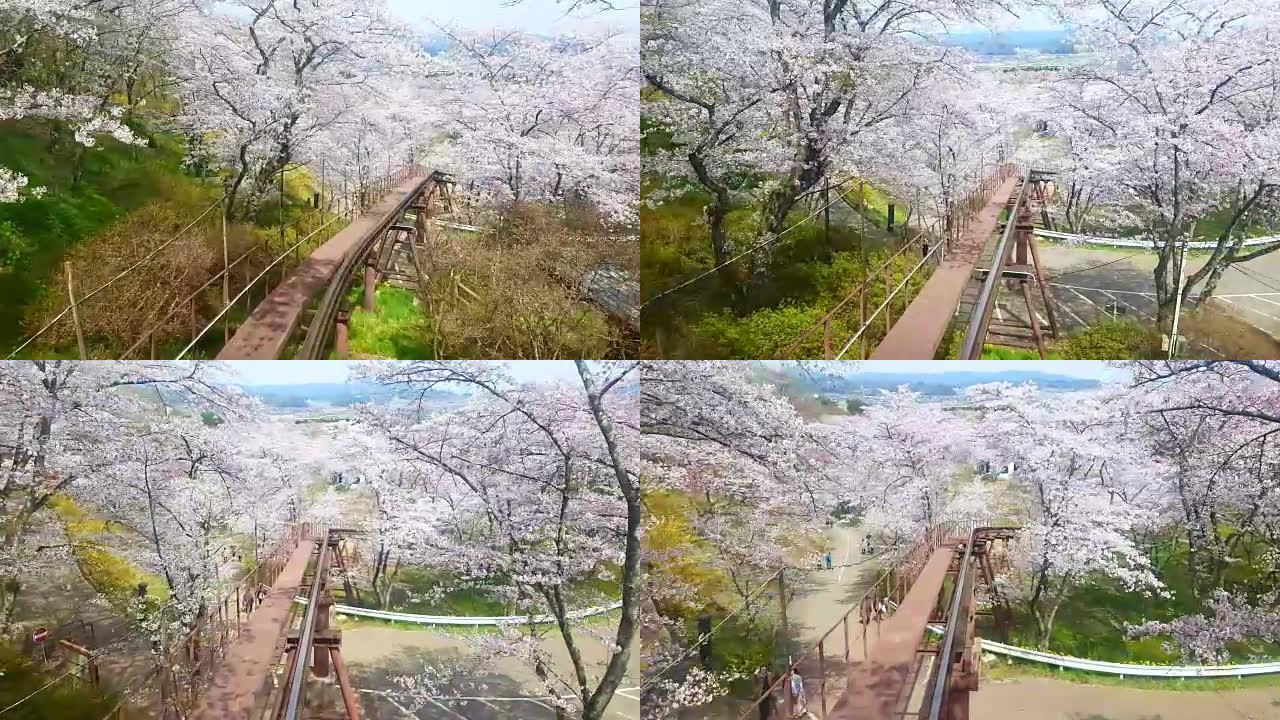 日本宫城县船冈城堡废墟公园樱花树下的单轨火车视图