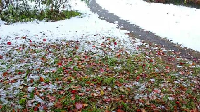 西伯利亚秋末冬初大雪下的山楂树红叶公园