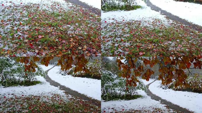西伯利亚秋末冬初大雪下的山楂树红叶公园