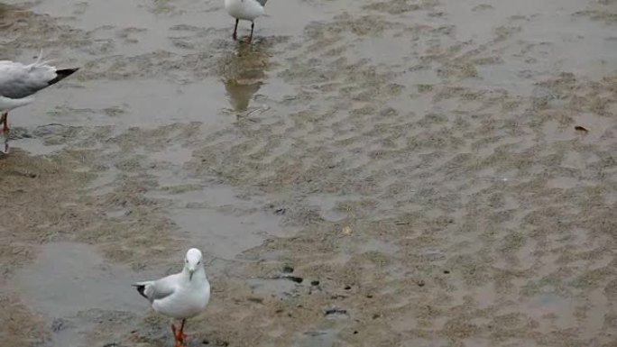 海泥滩上的海鸥鸟