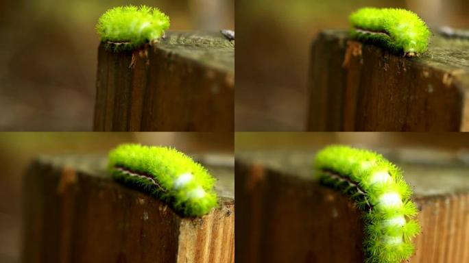 石灰绿色的io幼虫在栅栏上爬行