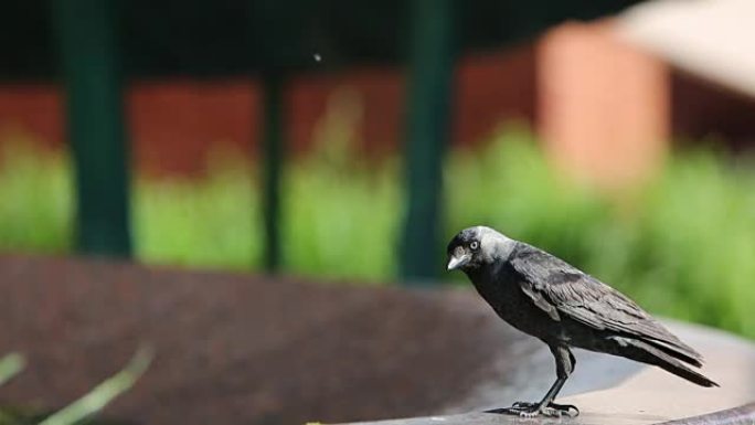 寒鸦是一只深色的鸟，基本上是黑色的，在晴天和炎热的日子里，他甚至需要从城市喷泉中喝水。