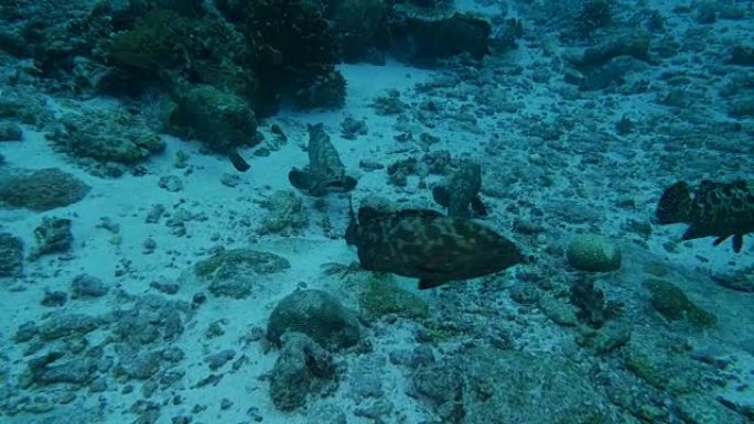 海床上的大理石石斑鱼群