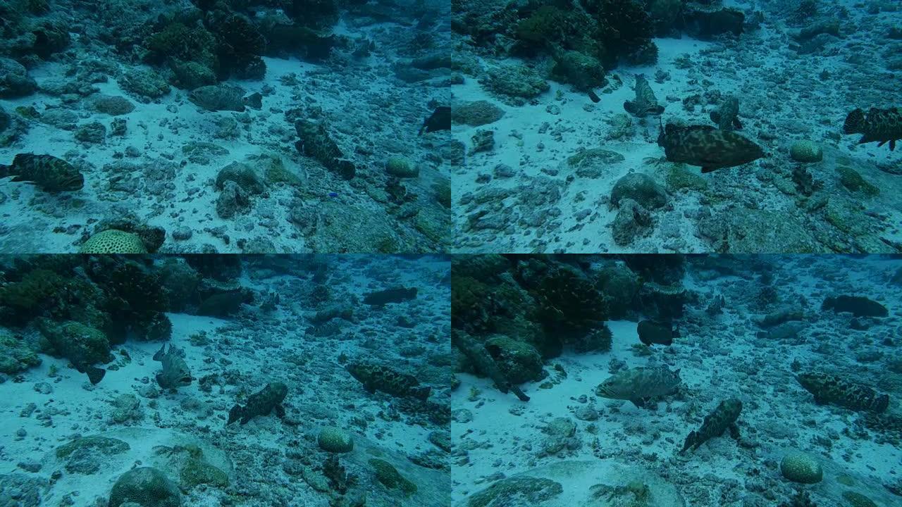 海床上的大理石石斑鱼群