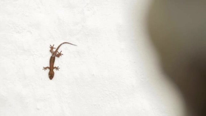 壁虎蜥蜴颠倒地坐在白色的墙上。泰国曼谷