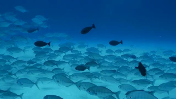 海底杰克鱼和独角兽鱼学校