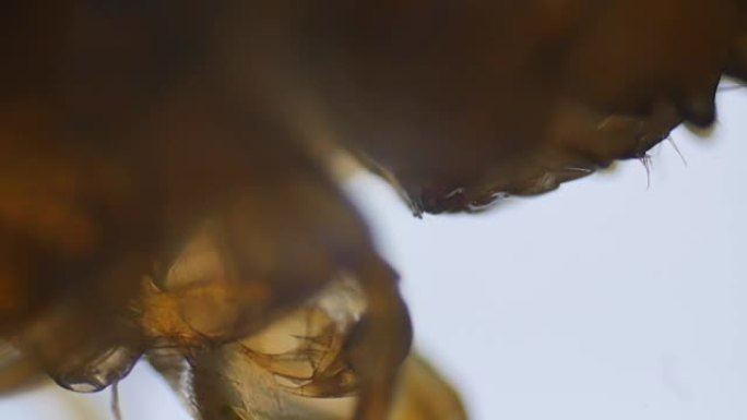 显微镜下的淡水蜈蚣嘴和爪