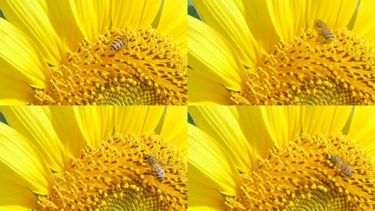 蜜蜂在向日葵上工作。