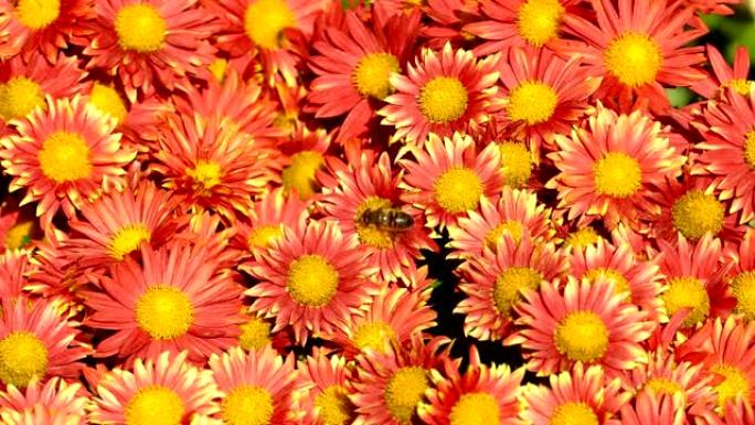 背景-菊花和蜜蜂