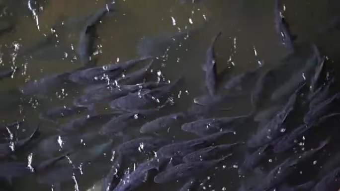 河里的鱼群