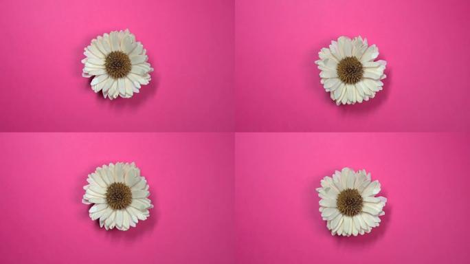 美丽的单雏菊花在旋转的粉红色背景上快速旋转。