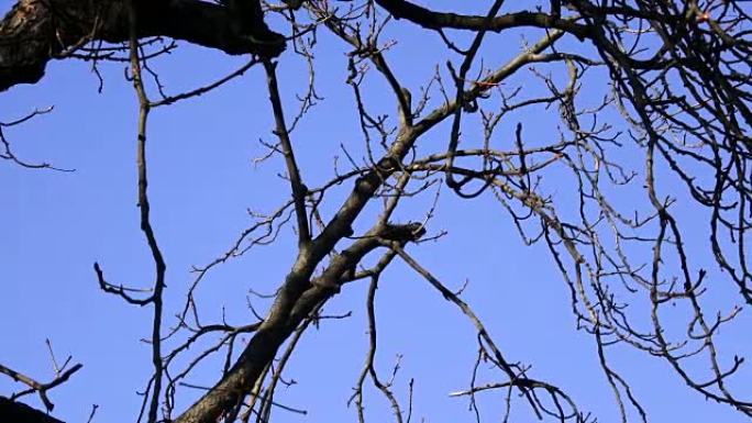 Tree branch silhouette without leaves with blue sk