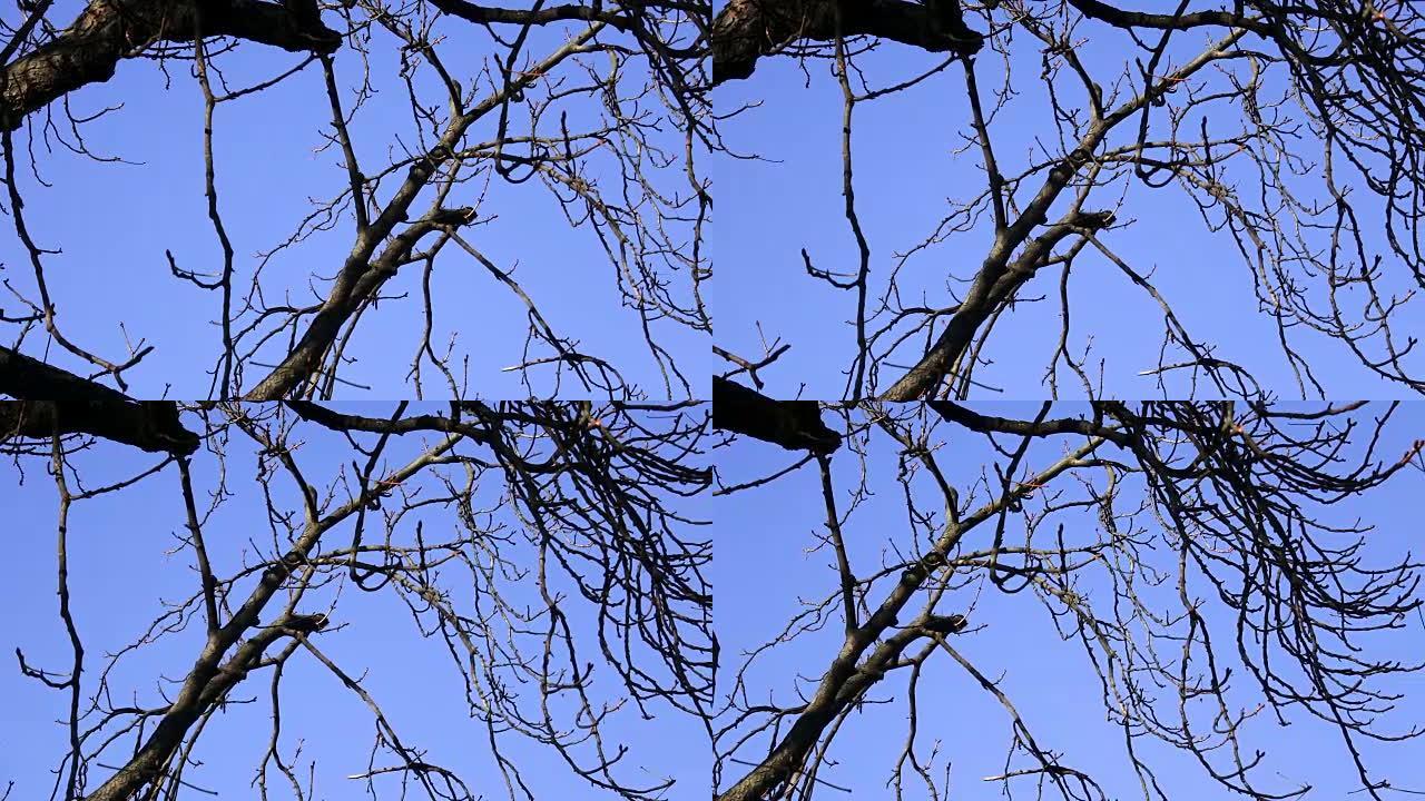Tree branch silhouette without leaves with blue sk