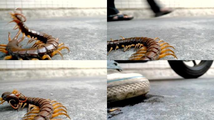 巨大的蜈蚣在路上被践踏