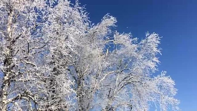从冰冻的桦树上慢慢落下的雪
