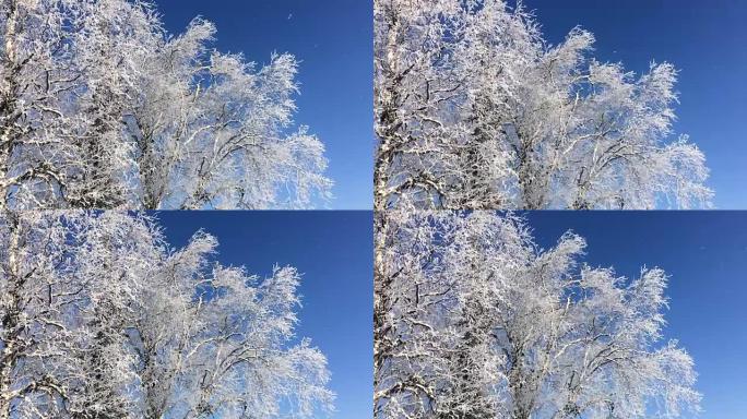 从冰冻的桦树上慢慢落下的雪