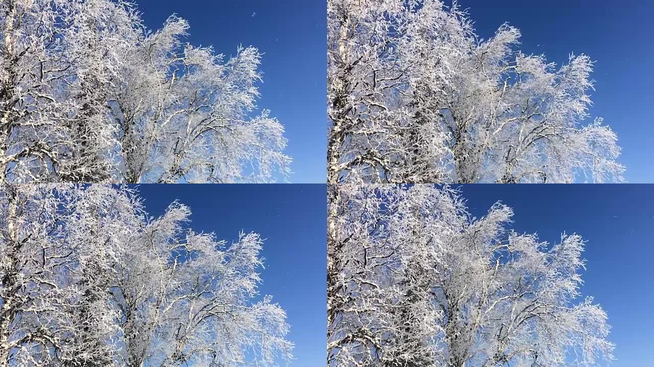 从冰冻的桦树上慢慢落下的雪