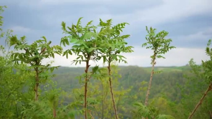 臭椿——一种侵入山谷的漆树属植物