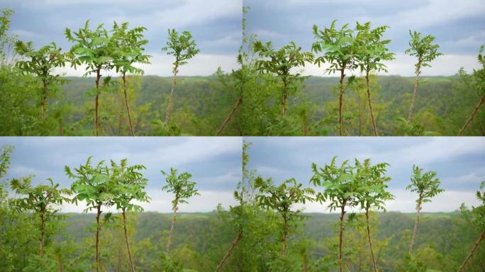 臭椿——一种侵入山谷的漆树属植物