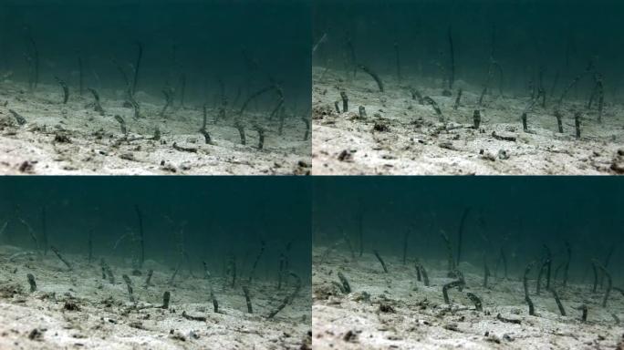 加拉帕戈斯海底的海鳗康格。