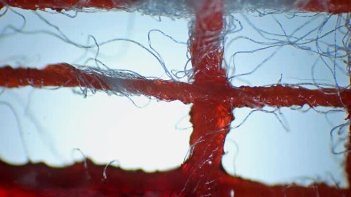 纤维白布或绷带吸收红色液体，在显微镜下