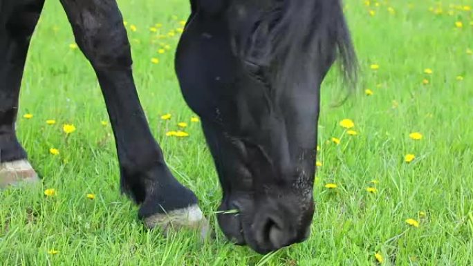 马在田野里吃春草