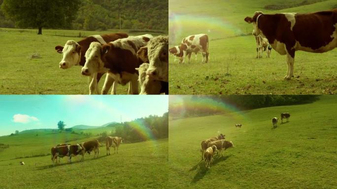 奶牛在绿色的草地上散步，吃草。几张不同视角的照片。