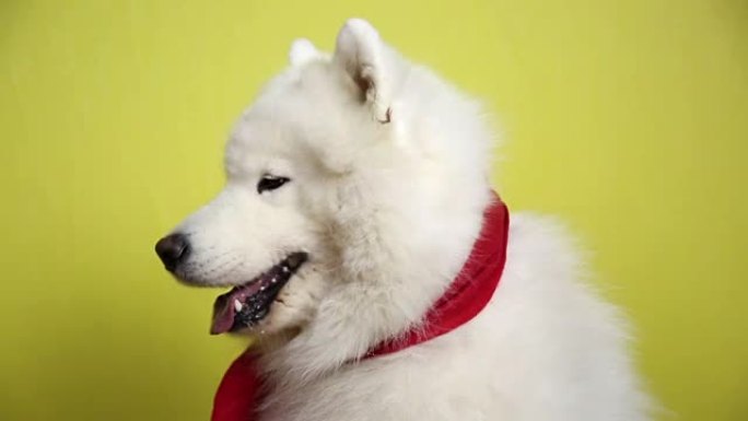 戴红领巾的白狗。