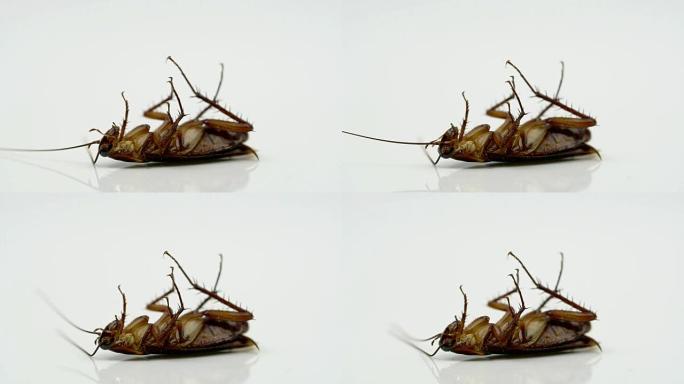 蟑螂 (Blattella asahinai) 喷洒杀虫剂，躺在白色背景上。哮喘和过敏诱因。用于广告