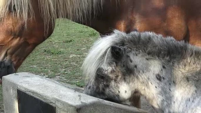 Horse drink water on the farm. Sunny morning