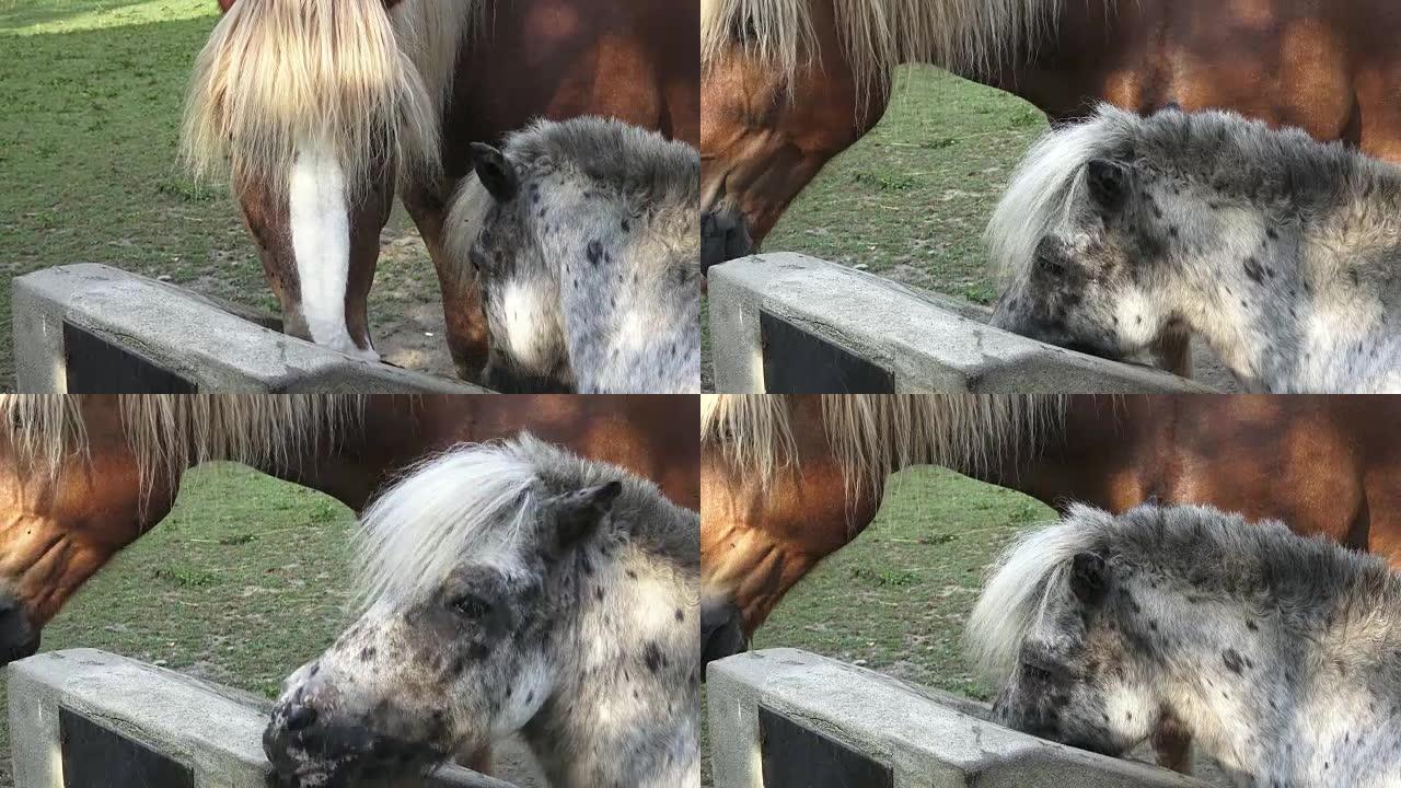 Horse drink water on the farm. Sunny morning