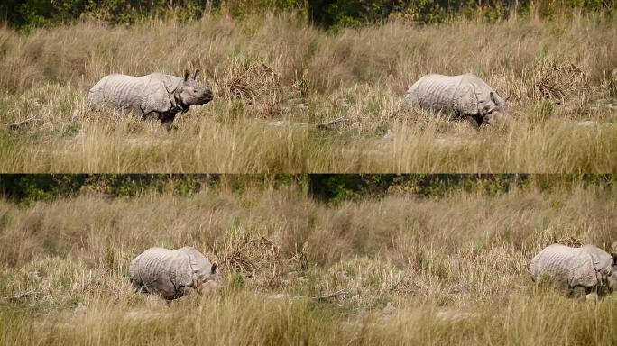 尼泊尔巴迪亚国家公园的大单角犀牛