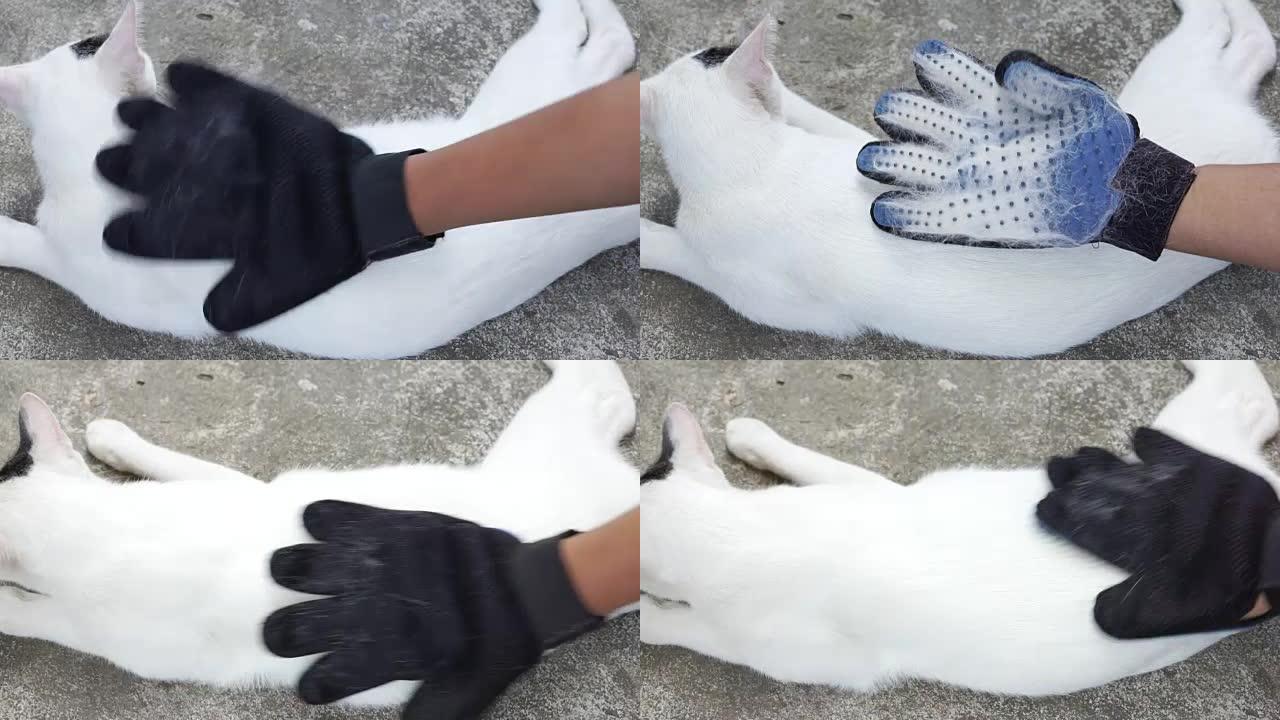 宠物主人用美容手套去除猫毛