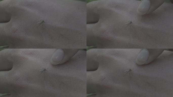 大量的蚊子 (埃及伊蚊) 吸血靠近人体皮肤。蚊子是疟疾、脑炎、登革热和寨卡病毒的携带者，女性手指指向