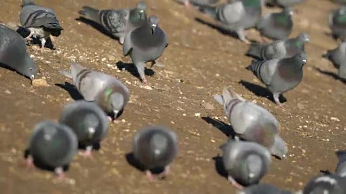 一群鸽子被喂食