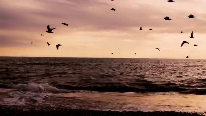 随风一群海鸟海鸥和海洋海滩
