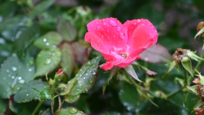 春雨落入玫瑰丛