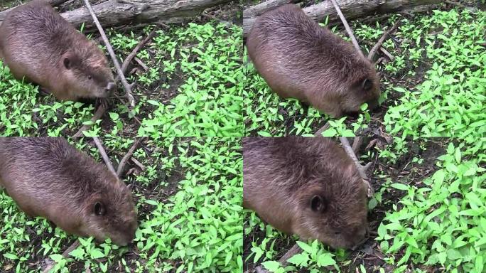 Beaver eating in natural environment