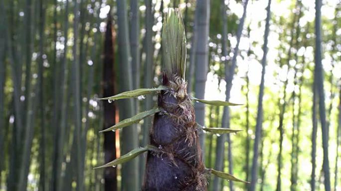 早晨从竹芽或竹笋中滴落