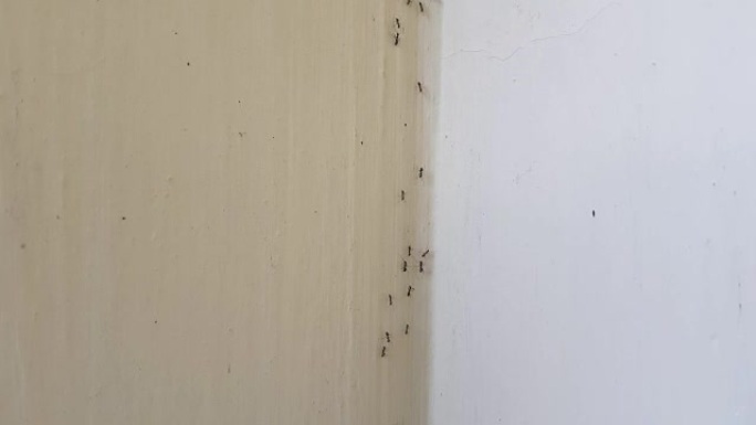 墙上的蚂蚁