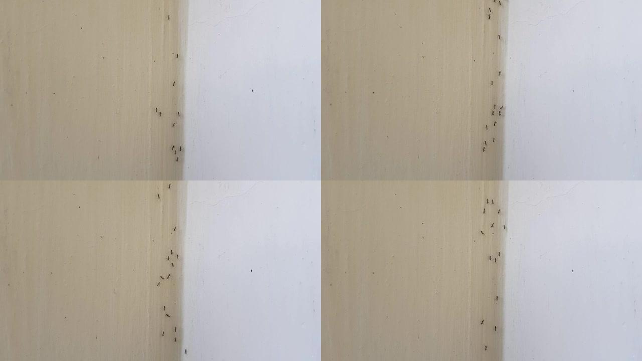墙上的蚂蚁