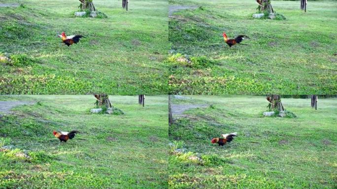 战斗鸡在草地上行走