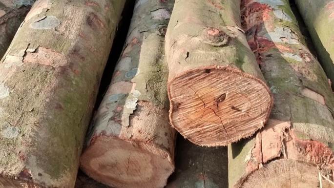 一堆木材木材料木头视频素材红荔木红荔树根