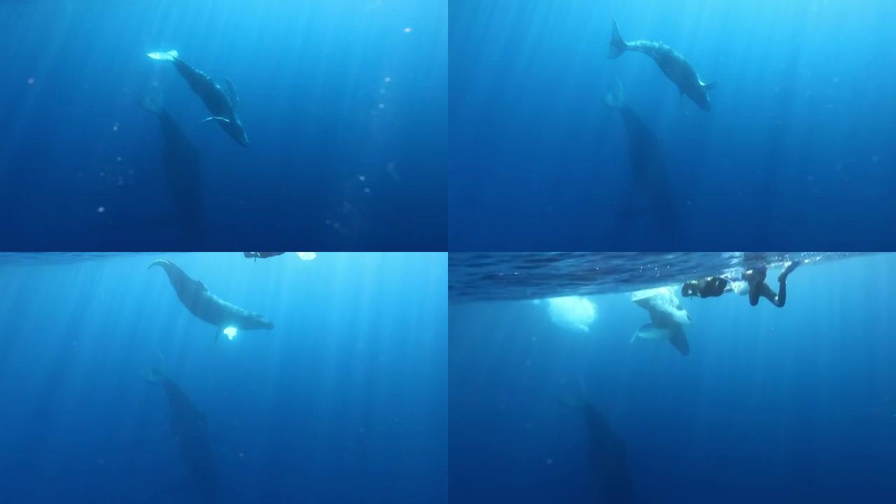 在太阳光线的背景下，在潜水员附近的座头鲸和幼小小牛。