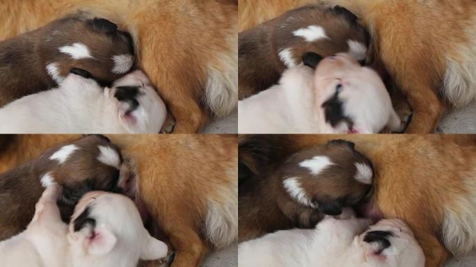 新生的幼犬争夺母乳