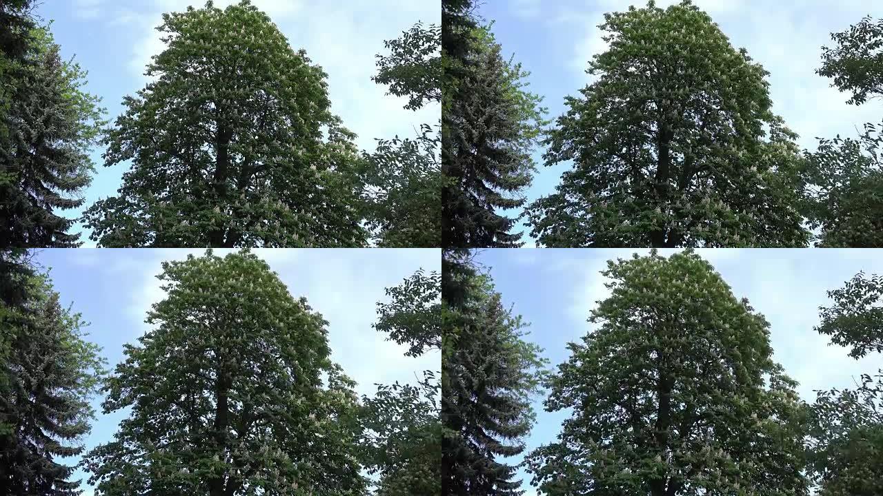 一棵高大的栗树靠着天空