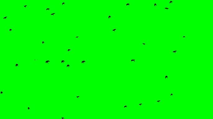 黑乌鸦飞过头顶色度关键镜头绿屏背景