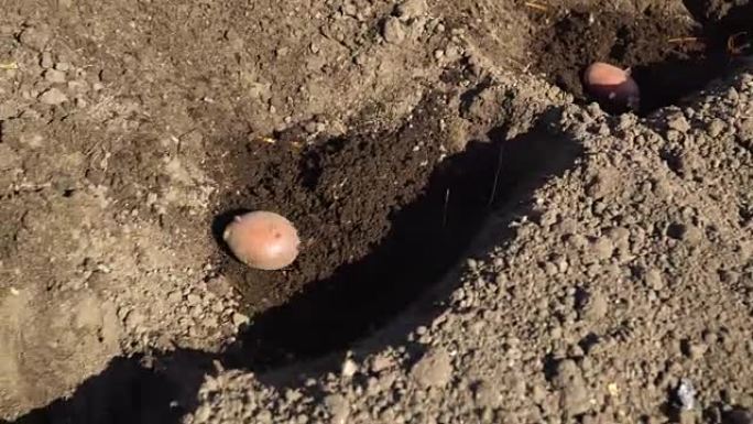 把土豆种到土壤里。